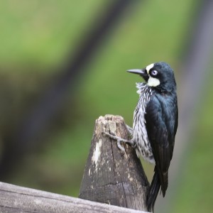 Carpintero Tutucan